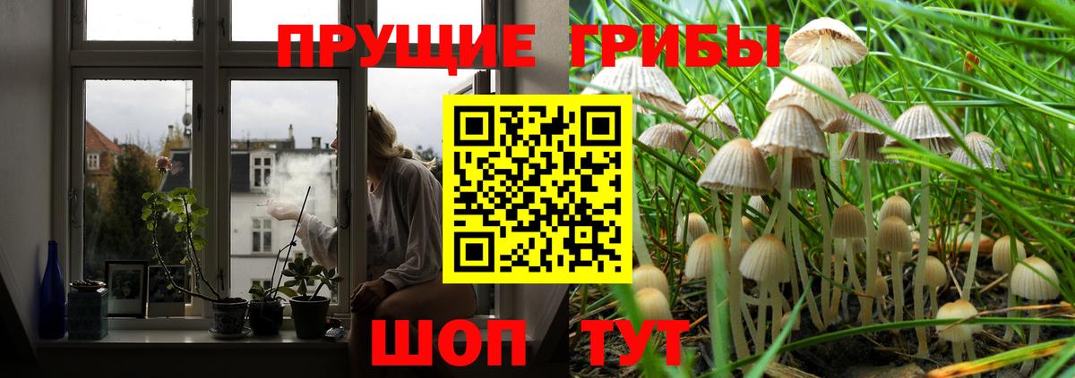 Псилоцибиновые грибы Cubensis Фролово